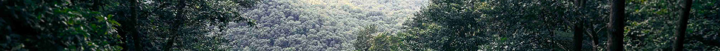 Cumberland Gap Road Trip